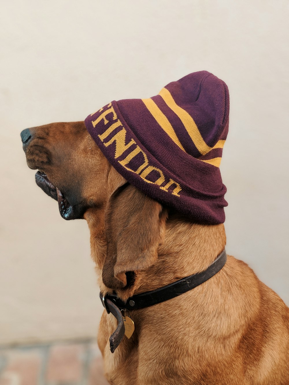 brown short coated dog wearing purple and yellow striped scarf