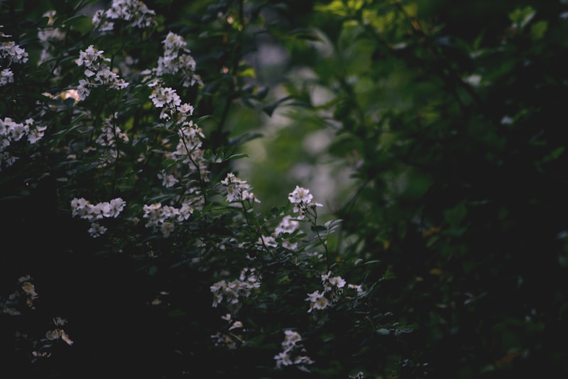 Secret Garden