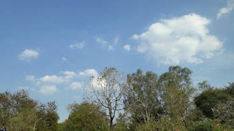 A clear blue sky with scattered white clouds above a lush green landscape. Tall trees with varied foliage reach towards the sky, showcasing a mix of bright green and the bare branches of deciduous types. The setting conveys a peaceful, natural environment.
