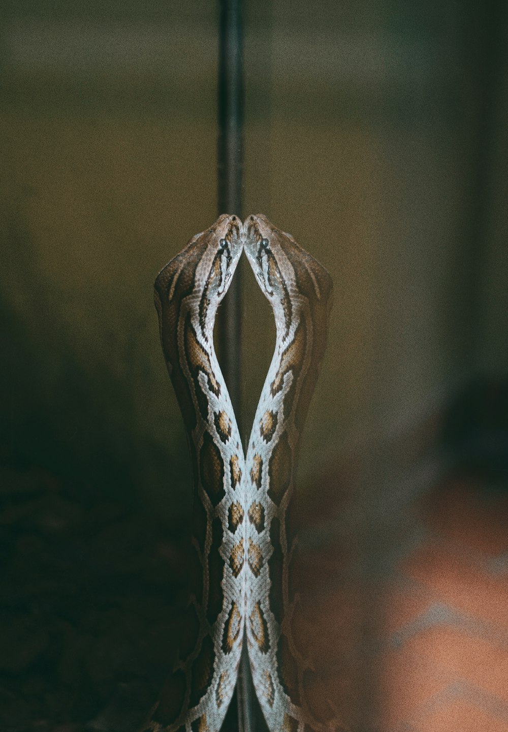 brown and white snake on black surface