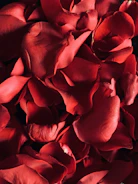 red rose in close up photography
