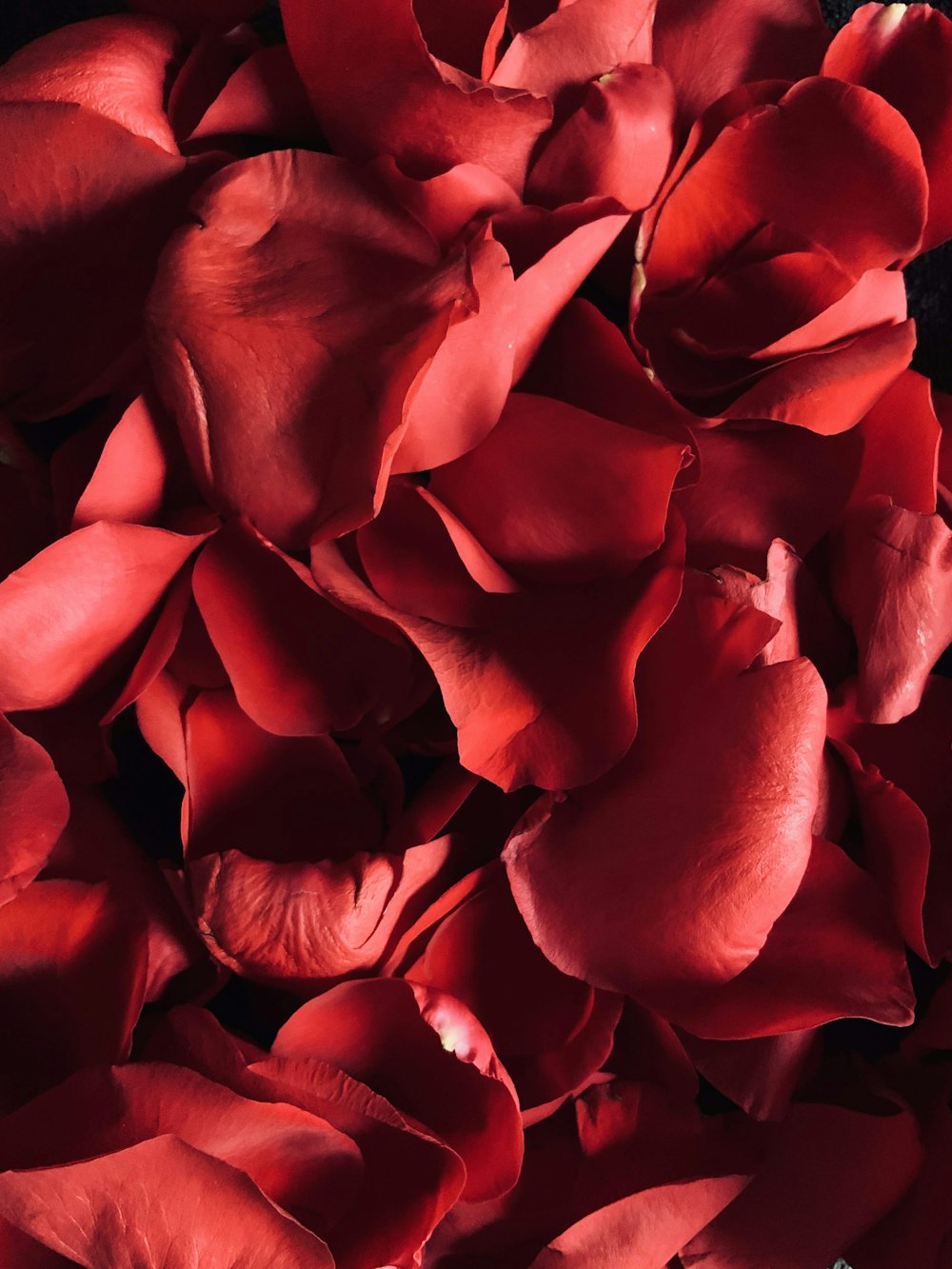 クローズアップ写真の赤いバラ
