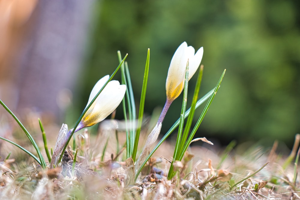 Fleur blanche et jaune dans une lentille à bascule