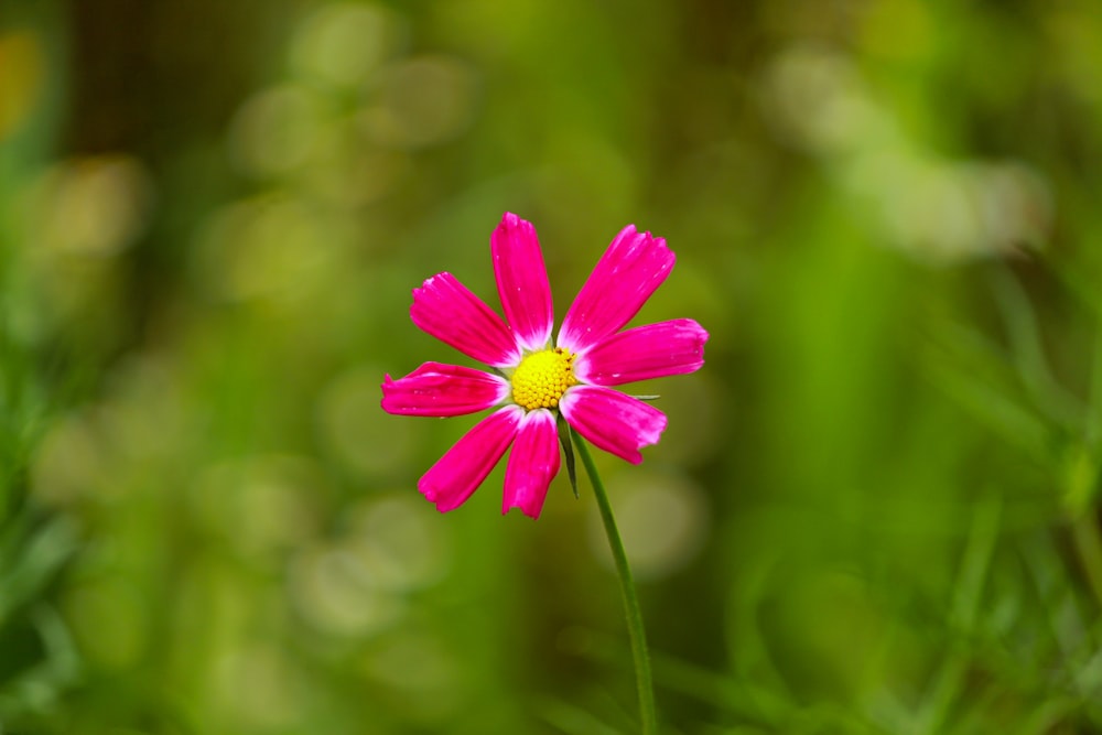 purple flower in tilt shift lens