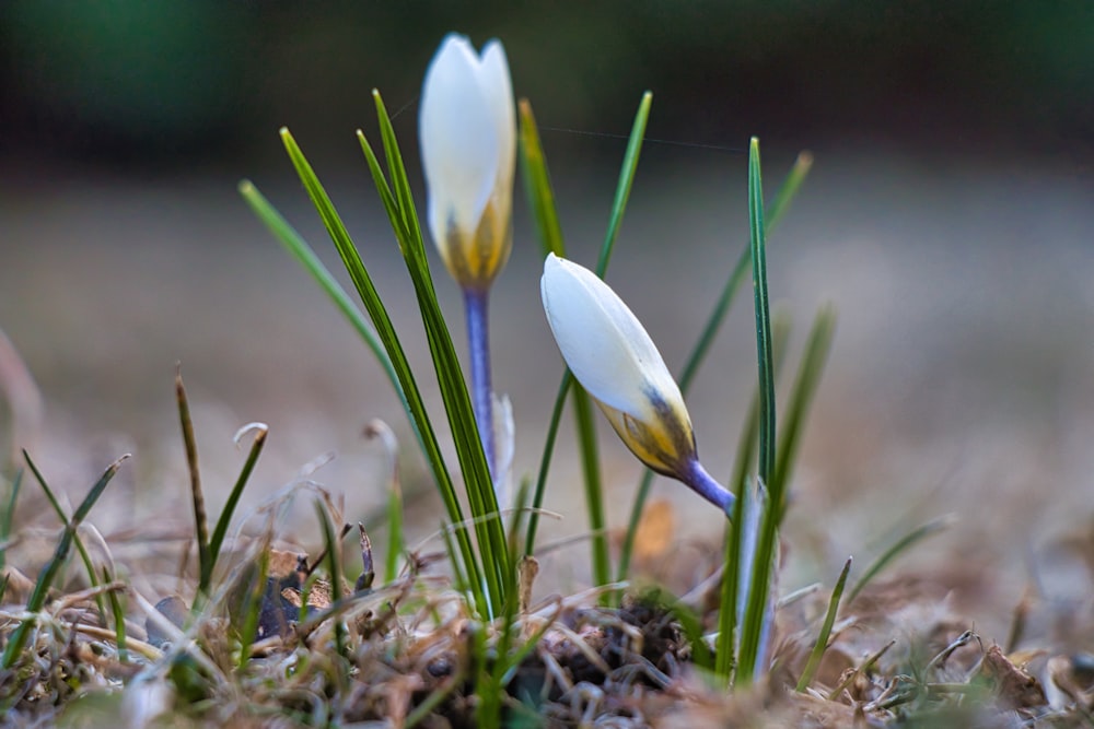 white and yellow flower in tilt shift lens