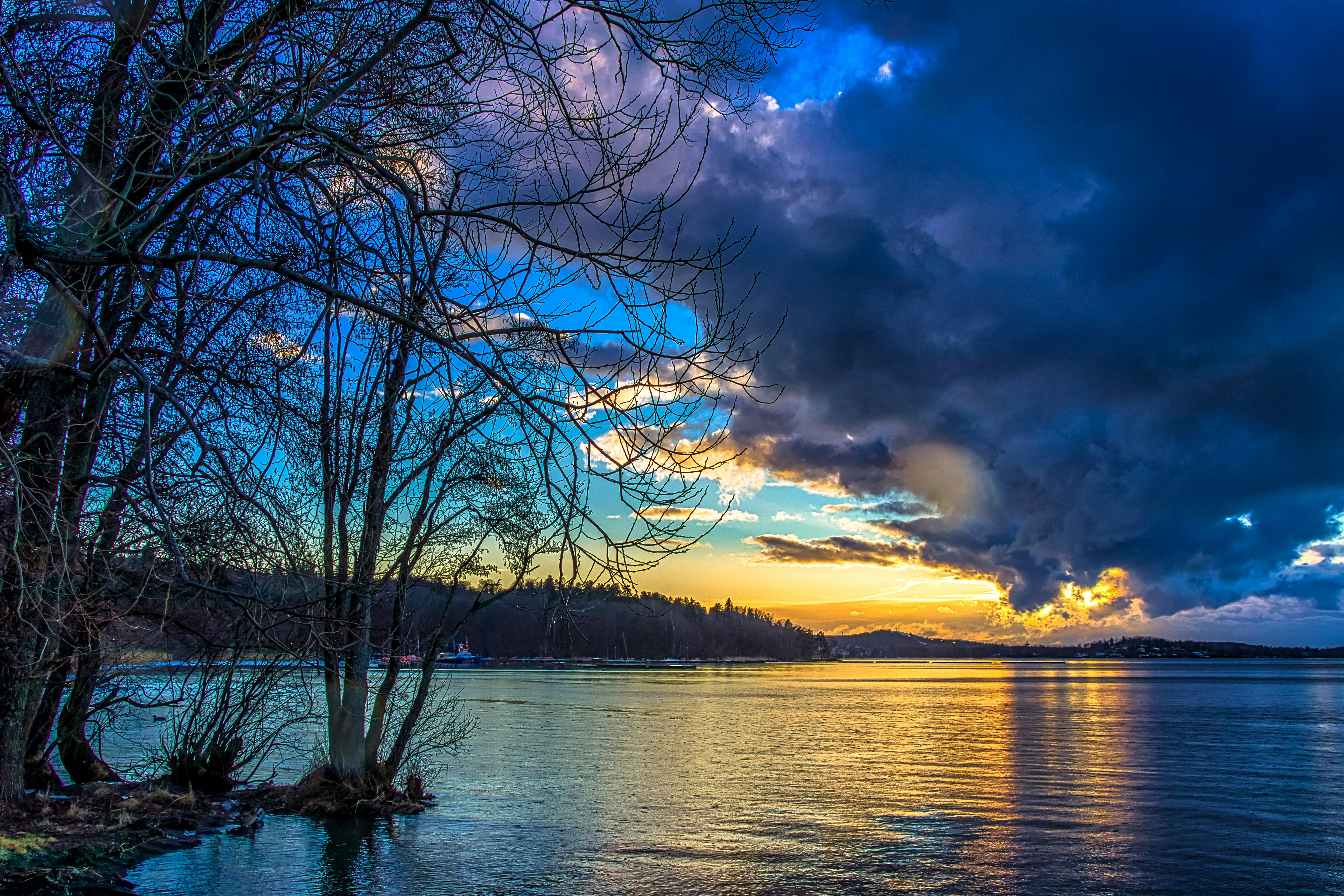 leafless tree near body of water during sunset