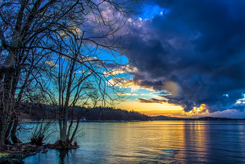 leafless tree near body of water during sunset