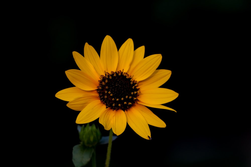 yellow flower in black background