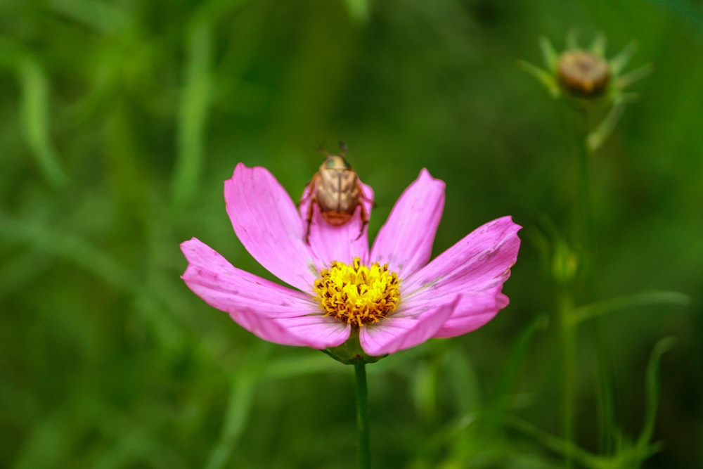 purple flower in tilt shift lens