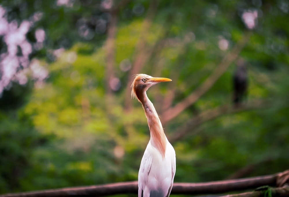 white stork perched on brown wooden fence during daytime