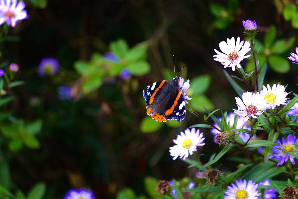 orange and black butterfly on white flower