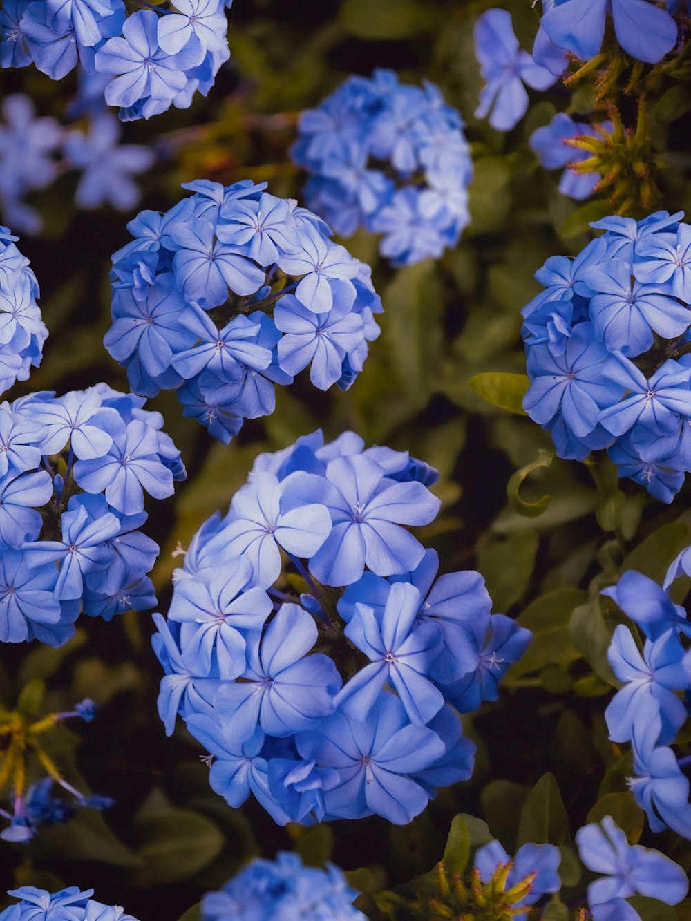 blue flowers with green leaves