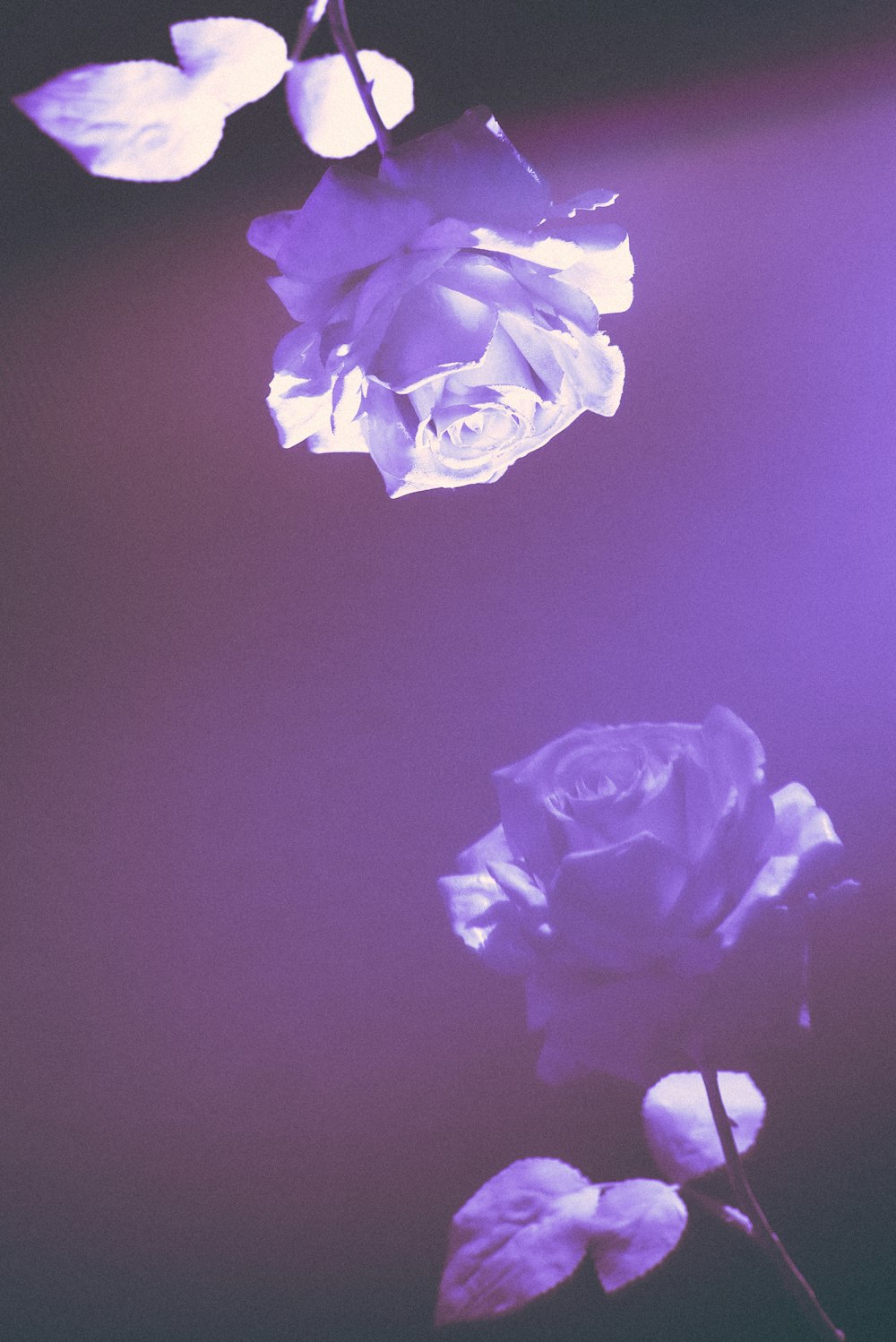 white rose on white surface