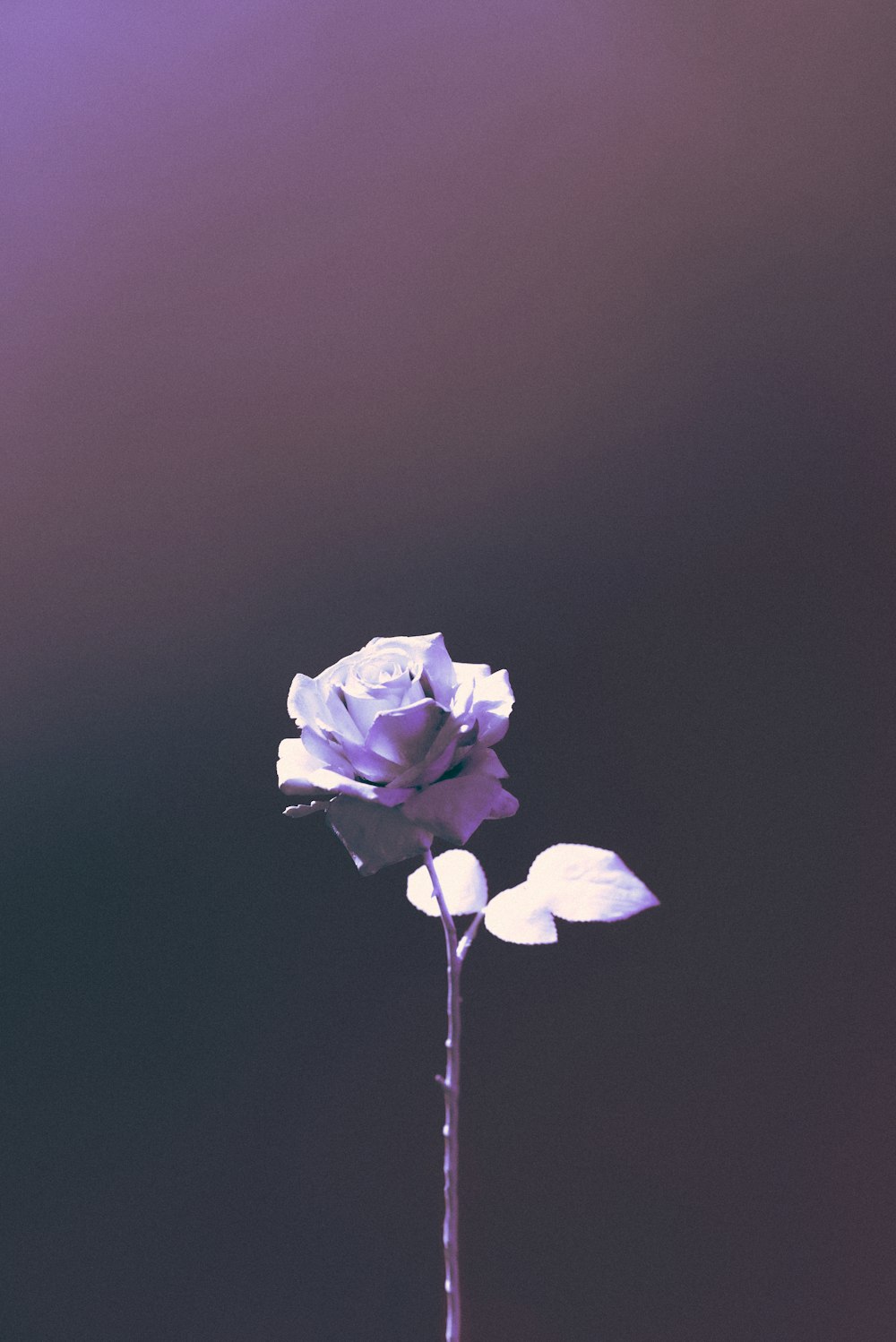 flor roxa no fundo cinzento