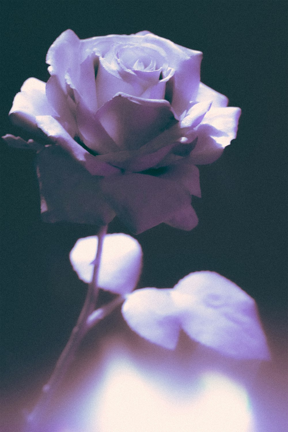 보라색과 흰색 꽃 클로즈업 사진