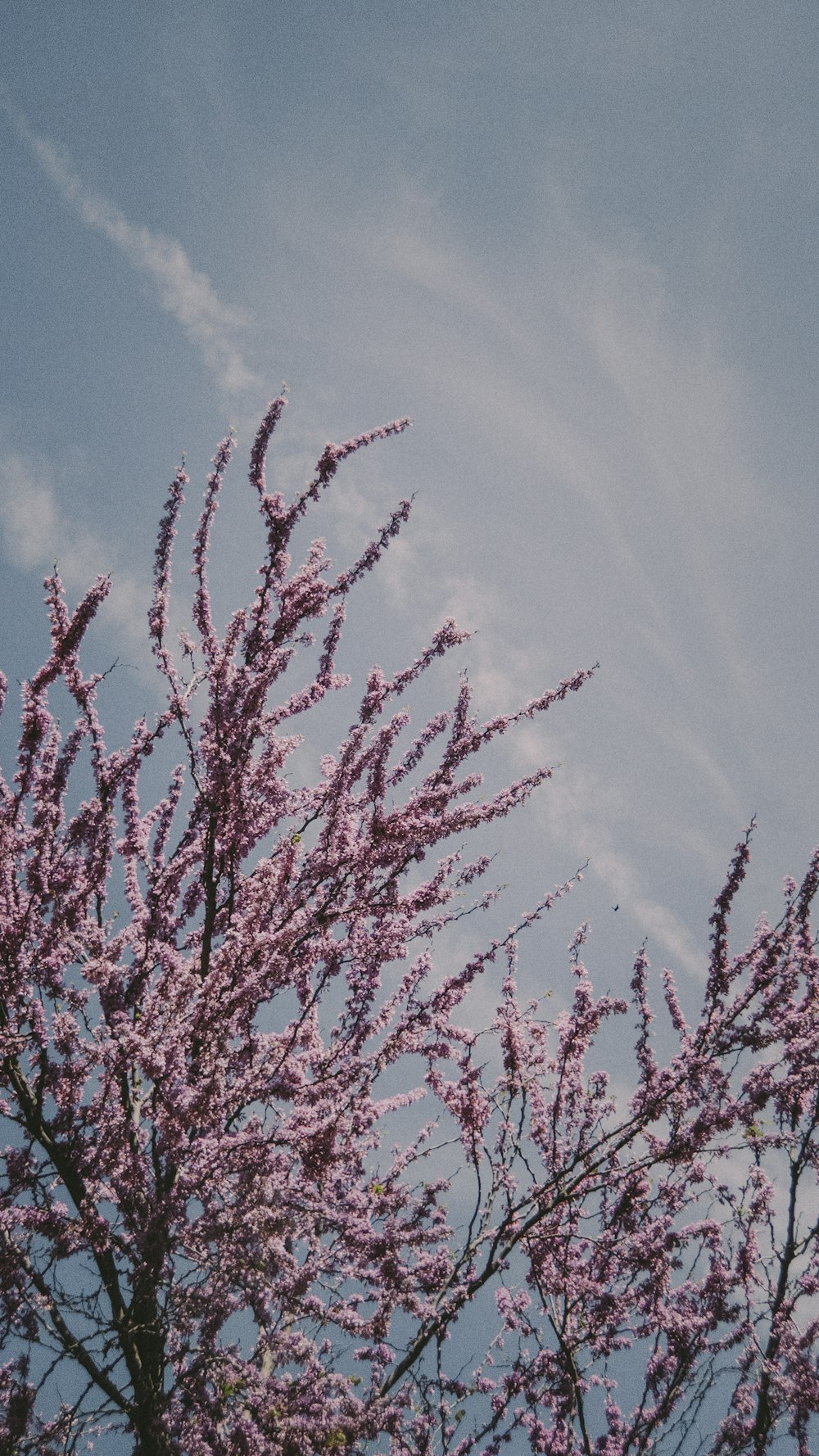 red and white flower under blue sky during daytime