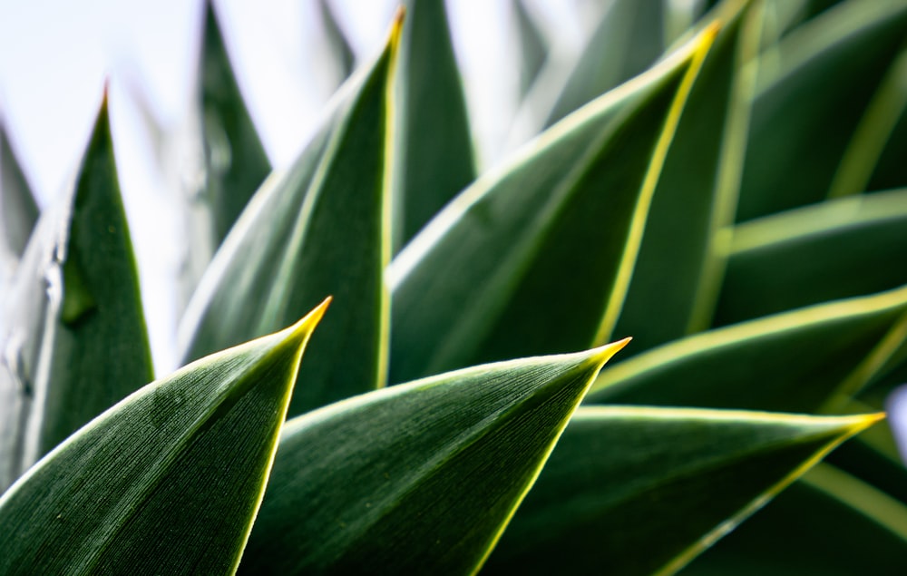 plante à feuilles vertes en photographie en gros plan