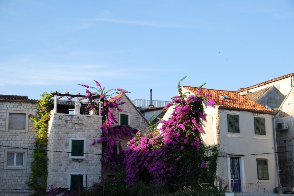 pink flowers near white concrete house during daytime