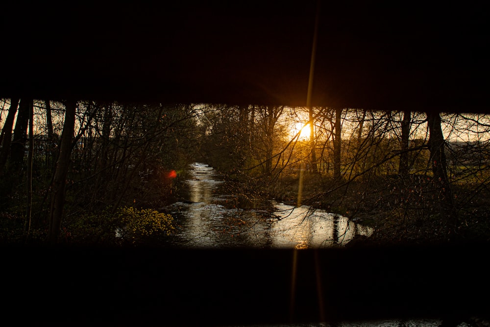 silhouette of trees during sunset