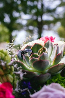 A succulent plant is adorned with two rings, one black and one gold, nestled within its leaves. Surrounding the succulent are various colorful flowers including pink and purple blossoms, with a soft focus background of green foliage and sunlight filtering through the trees.