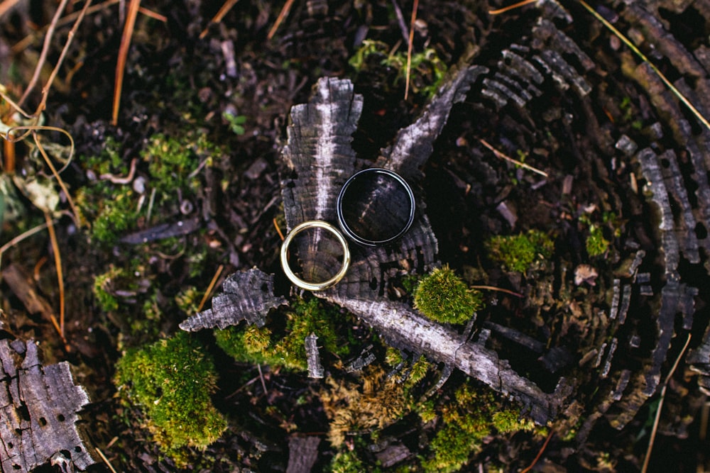 silver ring on green moss