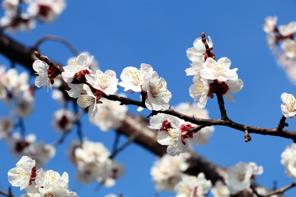 昼間に咲く白桜