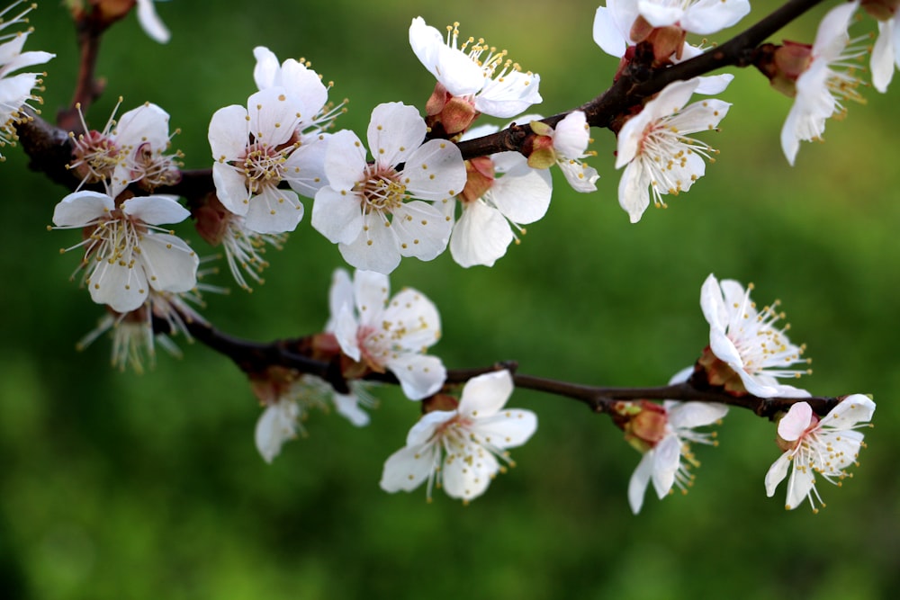 white cherry blossom in close up photography