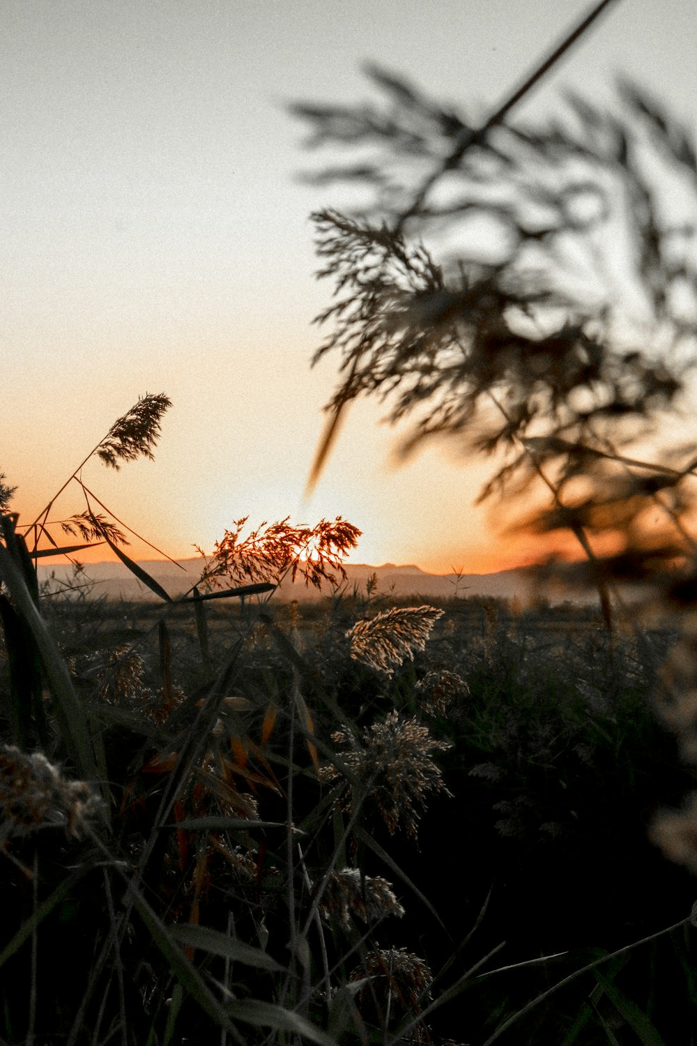 green grass field during sunset