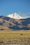 brown horse on green grass field near snow covered mountain during daytime
