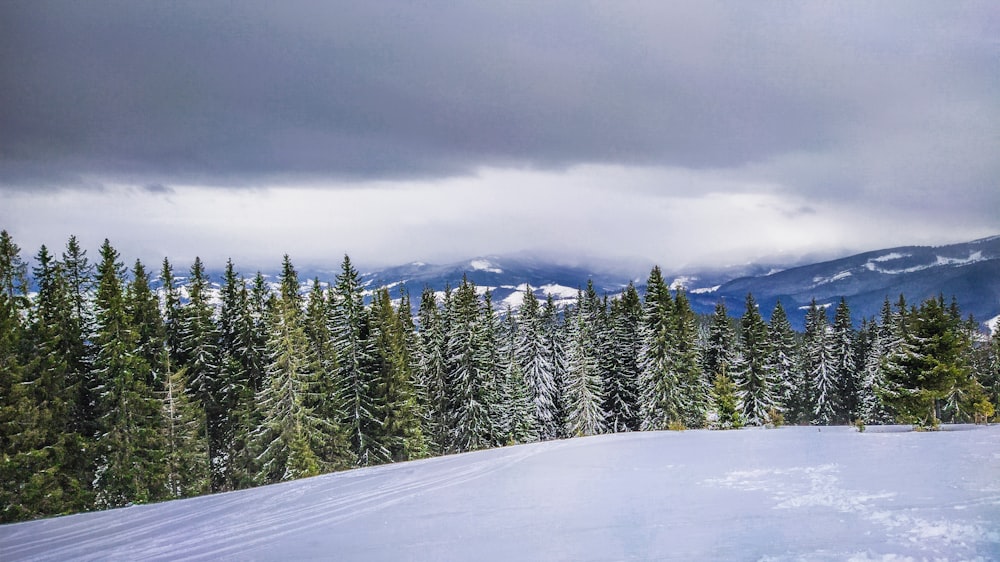 green pine trees on snow covered ground under white cloudy sky during daytime