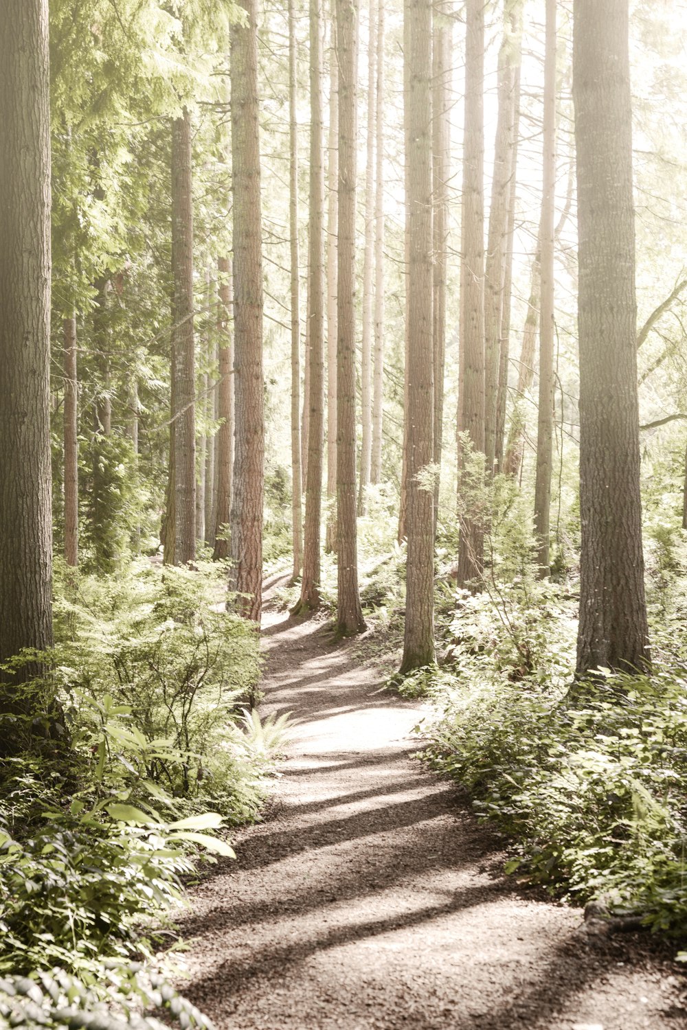 Sentiero tra gli alberi verdi durante il giorno