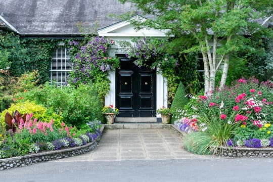 green and purple trees beside gray concrete house in County Kildare Ireland