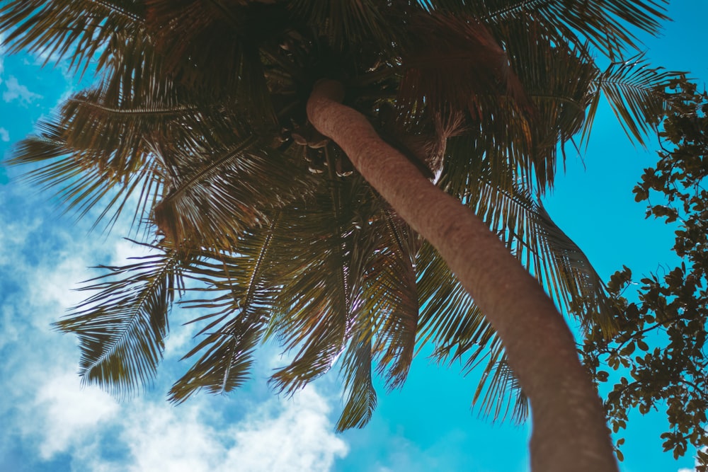 palm tree under blue sky and white clouds during daytime