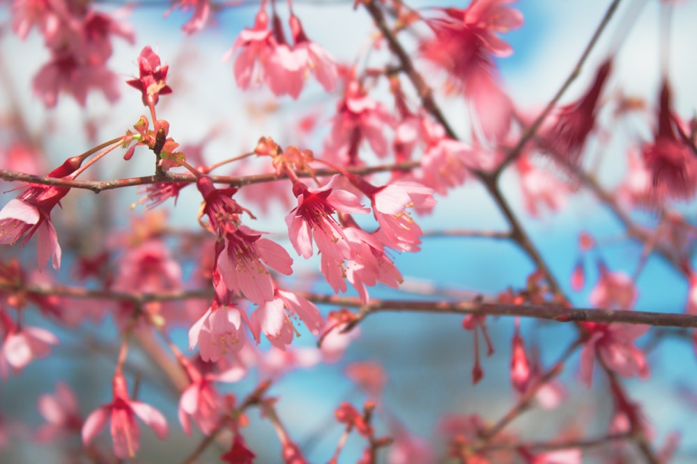 pink flowers in tilt shift lens