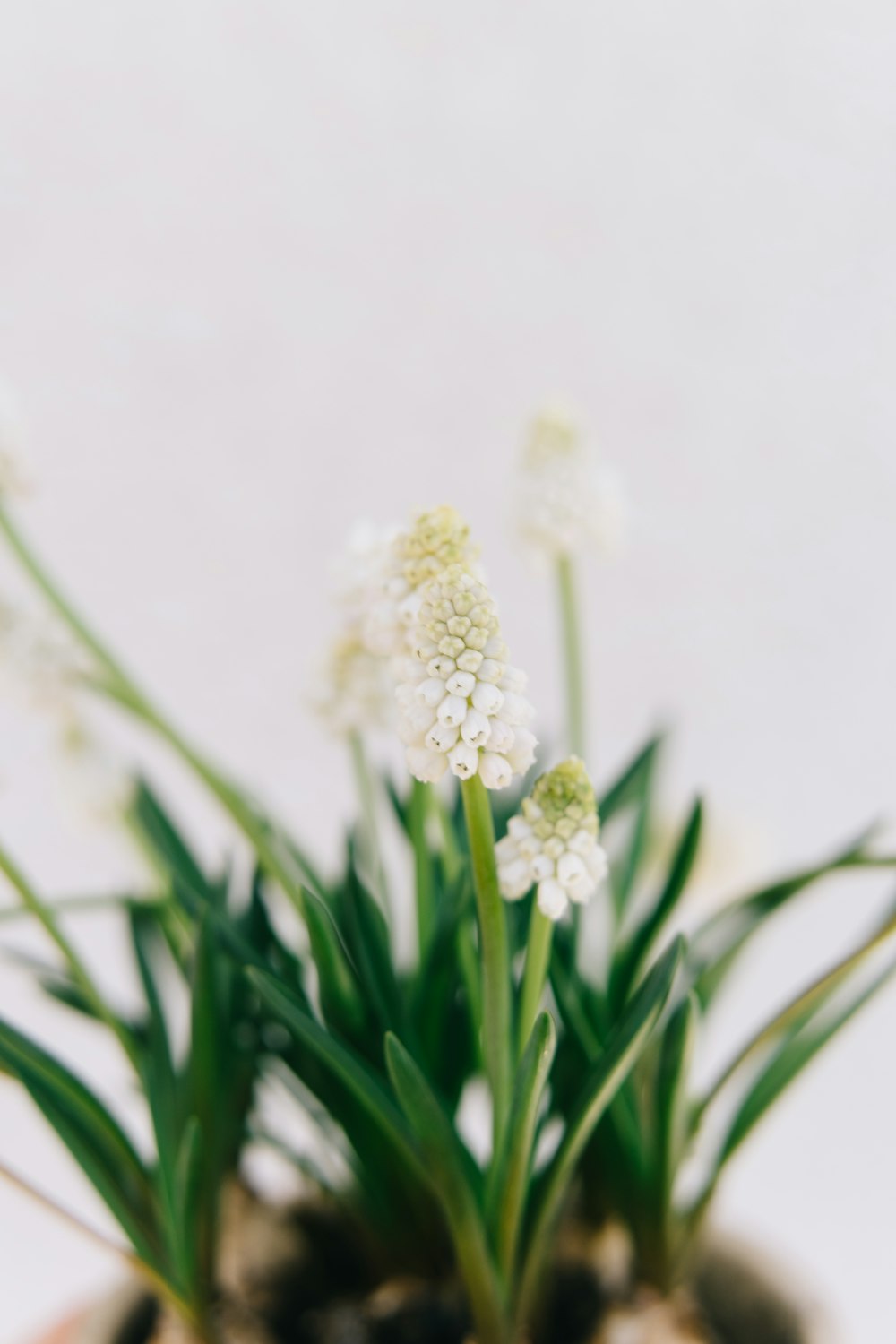 flor branca com folhas verdes