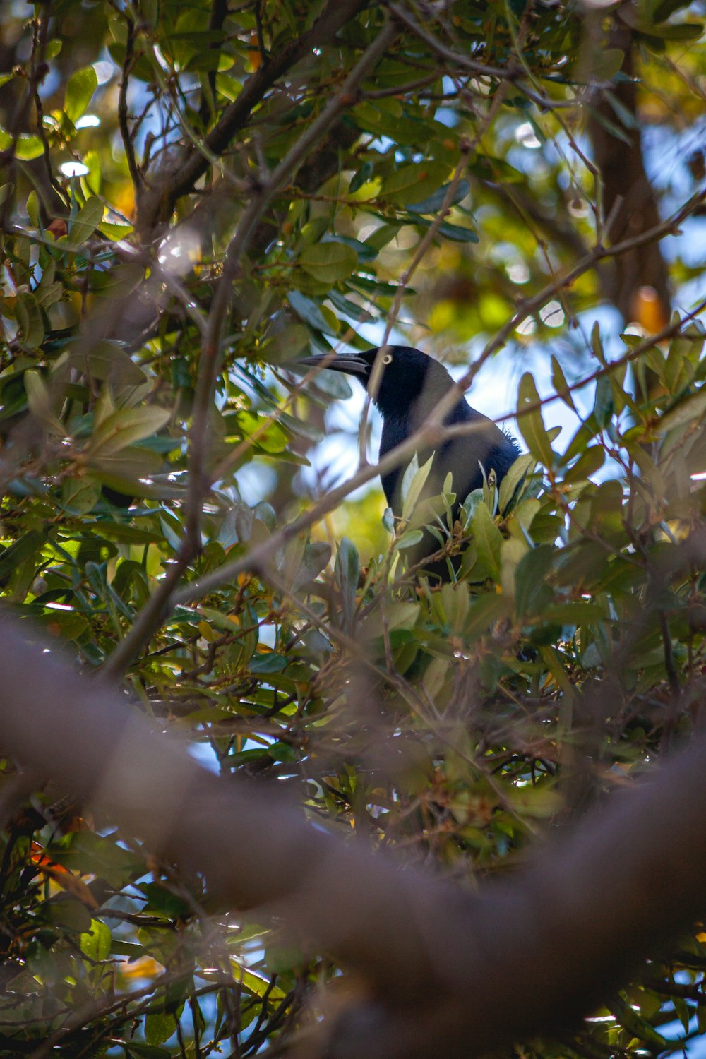 black and white bird on tree branch during daytime