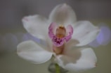 Close-up of a delicate watercolor painting of a blooming orchid on white paper.