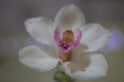 Close-up of a delicate watercolor painting of a blooming orchid on crisp white paper.
