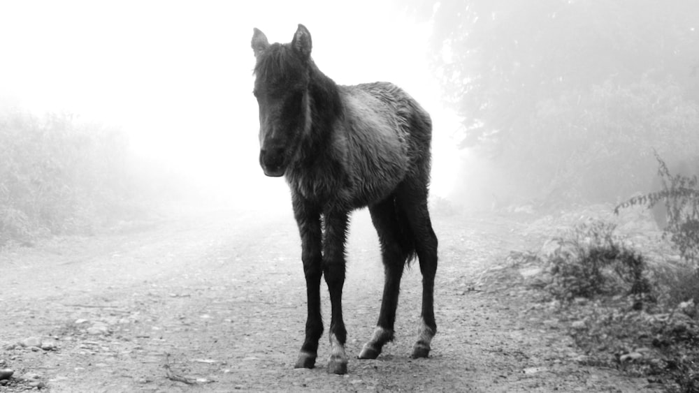 昼間の灰色の砂浜の黒い馬