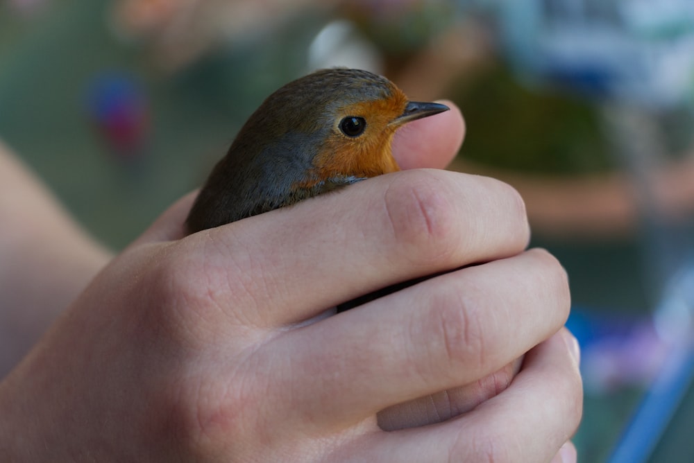 人の手に茶色と黒の鳥