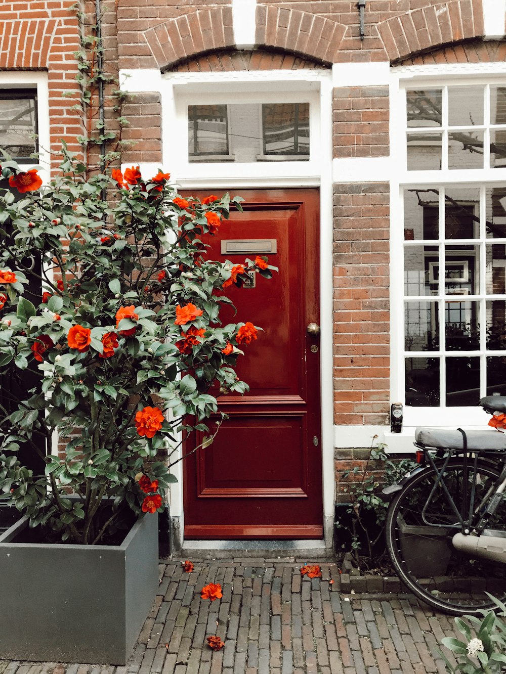 red door with green plant