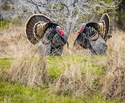 Best Turkey Call to Lure in Gobblers Like a Pro