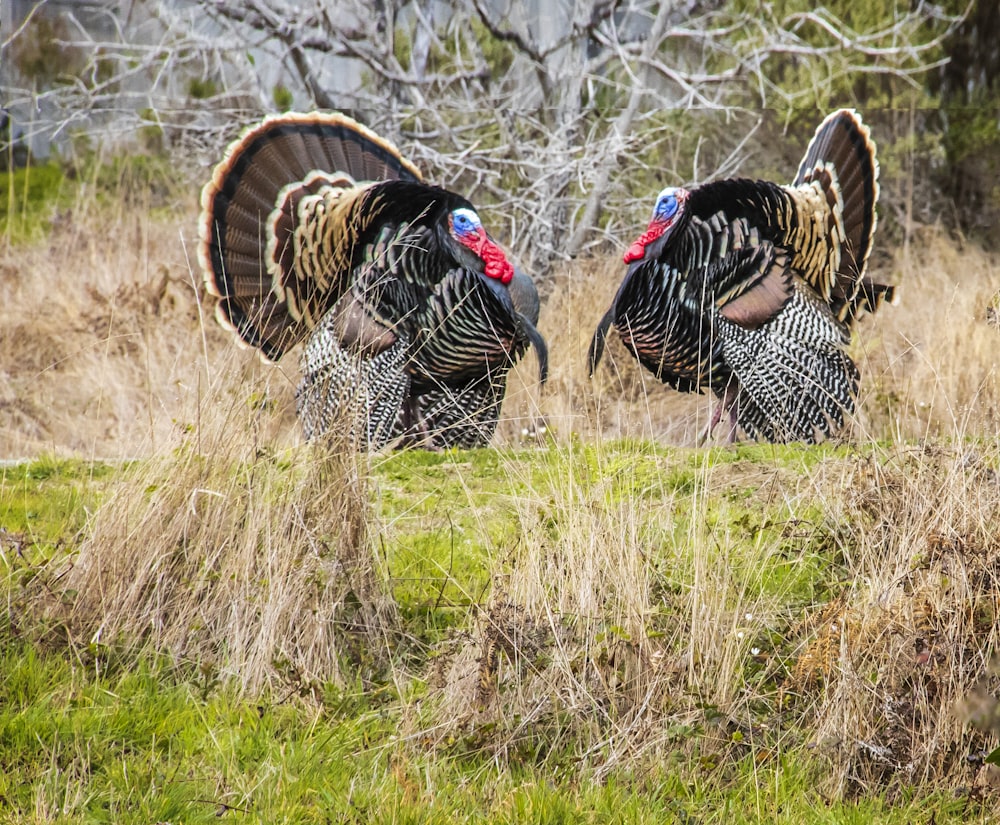 black and white turkey on green grass field during daytime