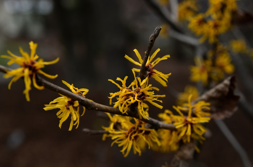 yellow and brown leaves in tilt shift lens