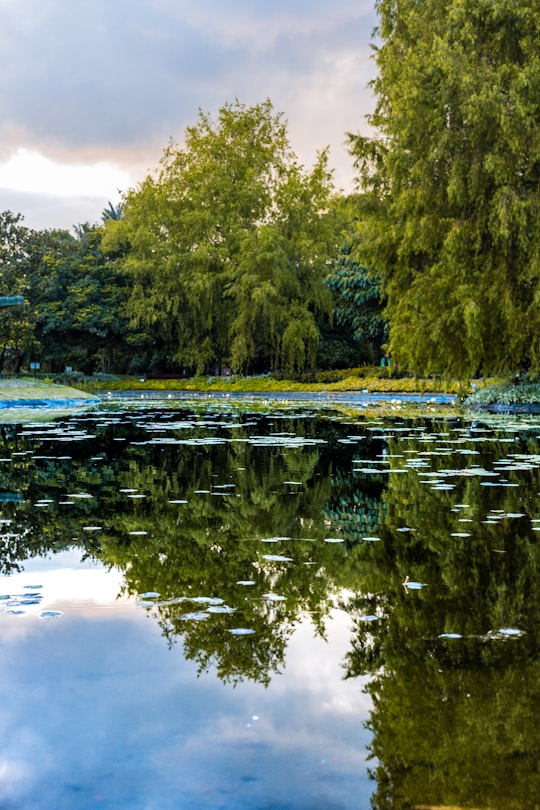 green trees beside body of water during daytime in Bogota Colombia