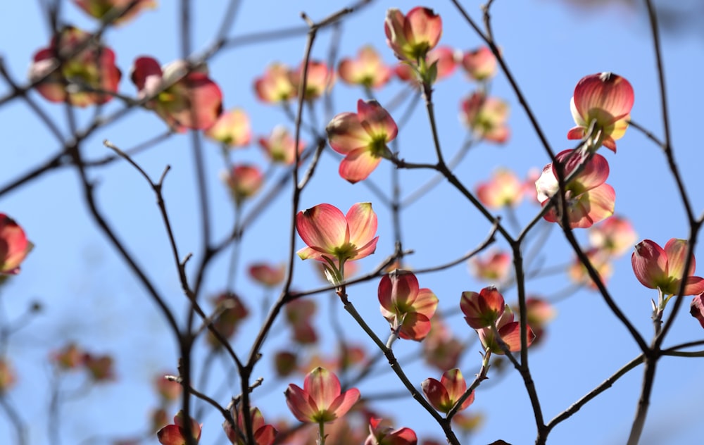 fleurs roses et jaunes sur branche d’arbre brune