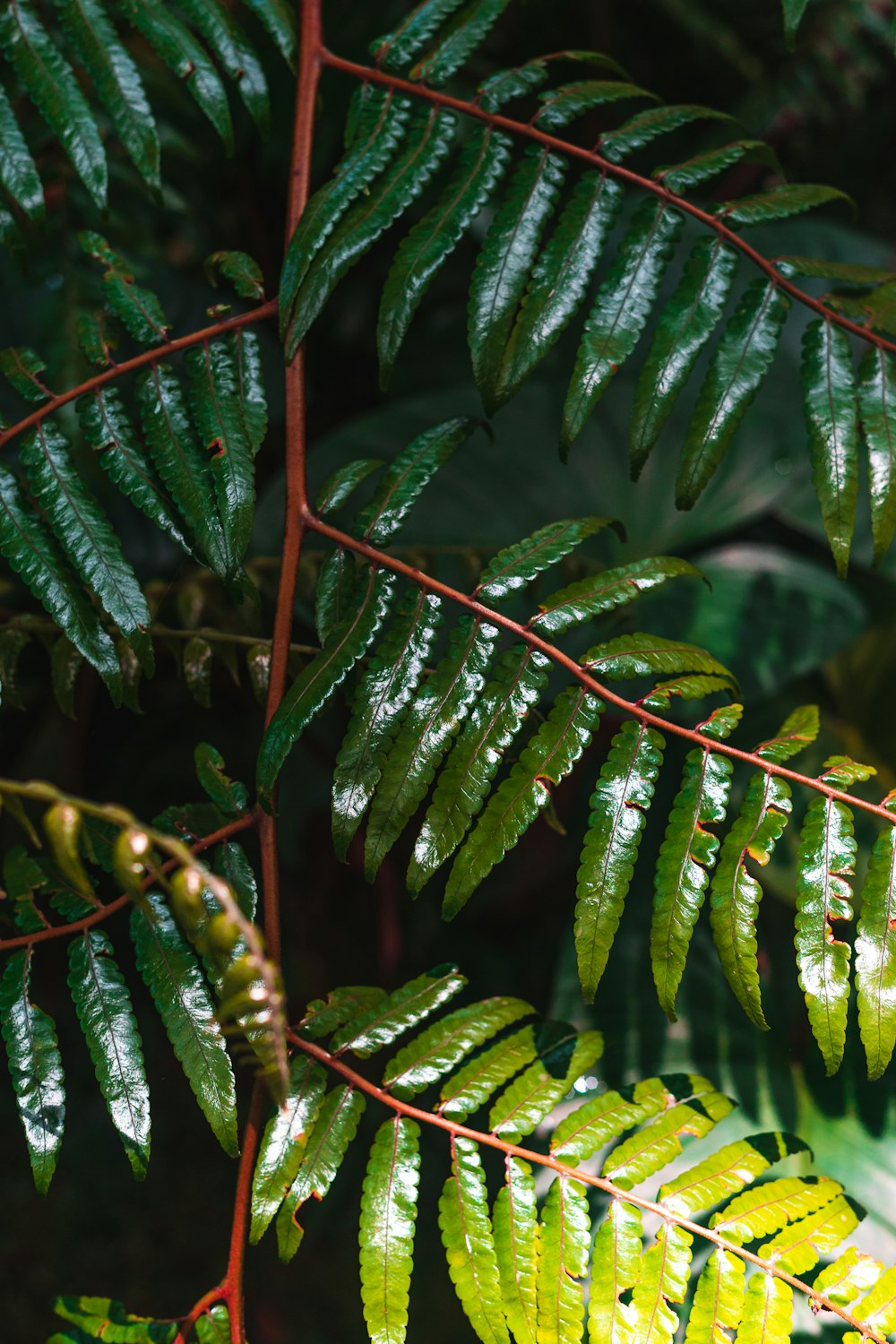 green leaves in macro lens