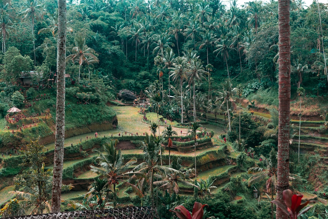 Forest photo spot Ubud Rice Fields Kintamani