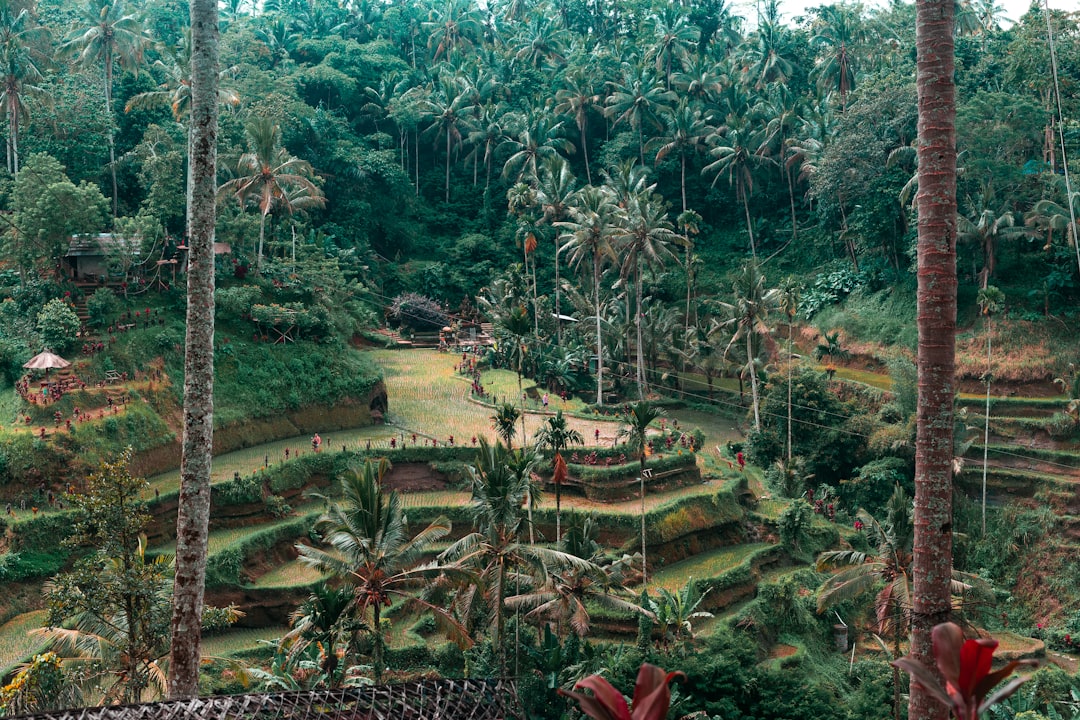 travelers stories about Forest in Ubud Rice Fields, Indonesia