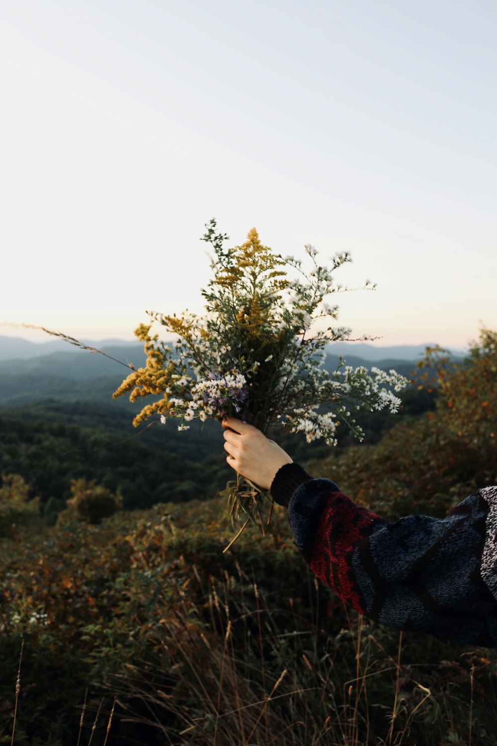 person holding green and brown plant during daytime